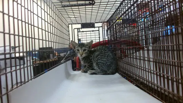 Bruno - Domestic Short Hair