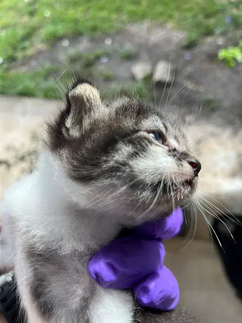 Rain - Domestic Long Hair