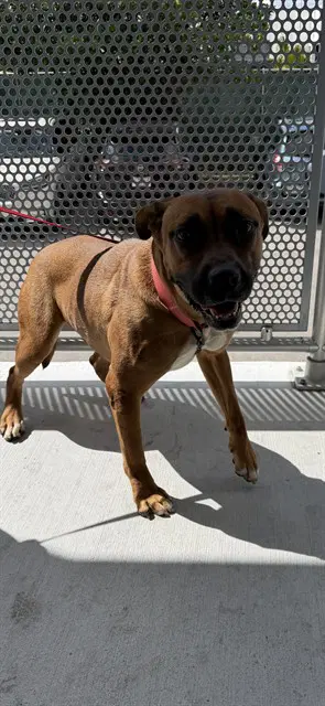 Marina - Boxer