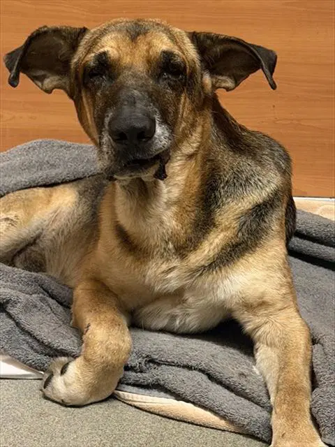 Bruno image 1