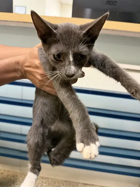 Bobby - Domestic Short Hair