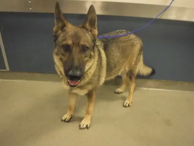 Diva - German Shepherd Dog