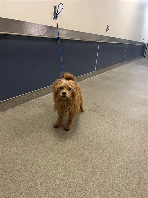 Maple - Maltese