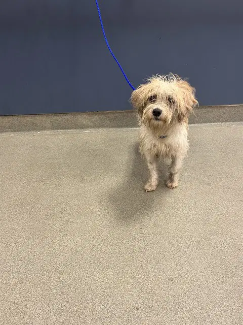 Pancake - Maltese