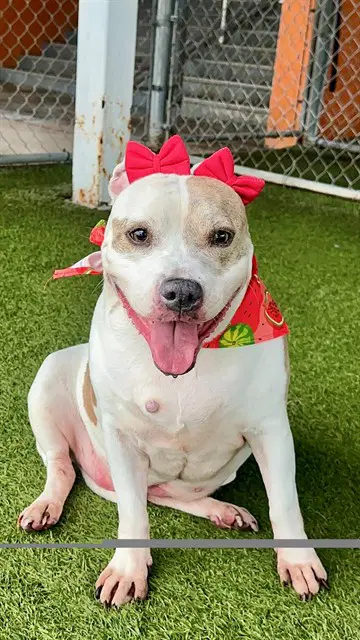 Layka - American Bulldog