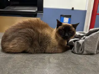 Chloe - Tonkinese