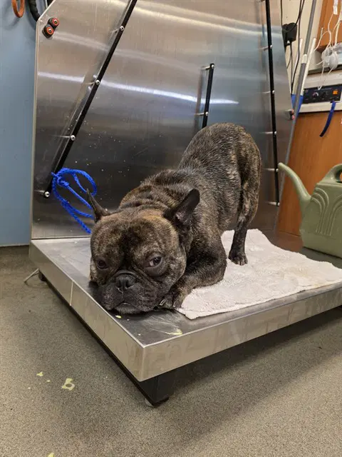 Joshy - French Bulldog