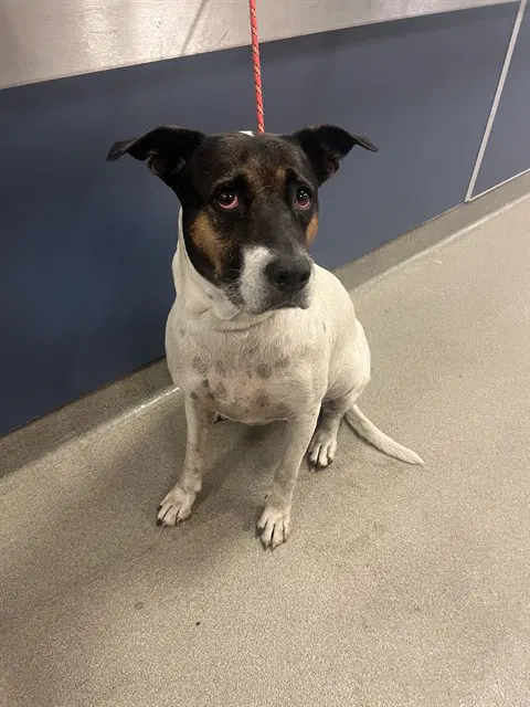 Chiquie - Pointer