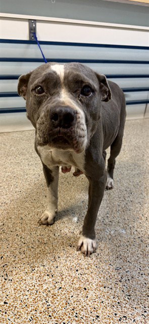 LINNA, a dog for adoption from Miami Dade Animal Services