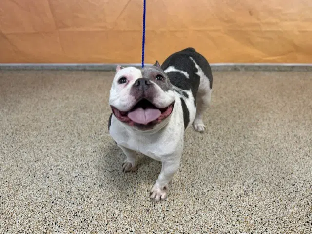 Michy - French Bulldog