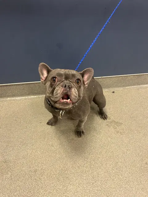 Lilo - French Bulldog