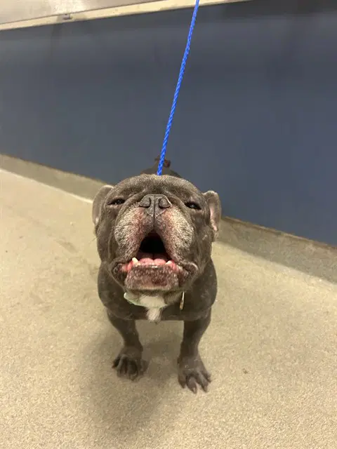 Stitch - French Bulldog