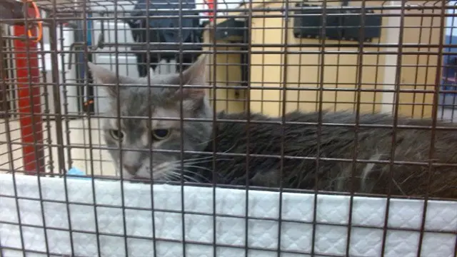 Sabrina - Domestic Short Hair