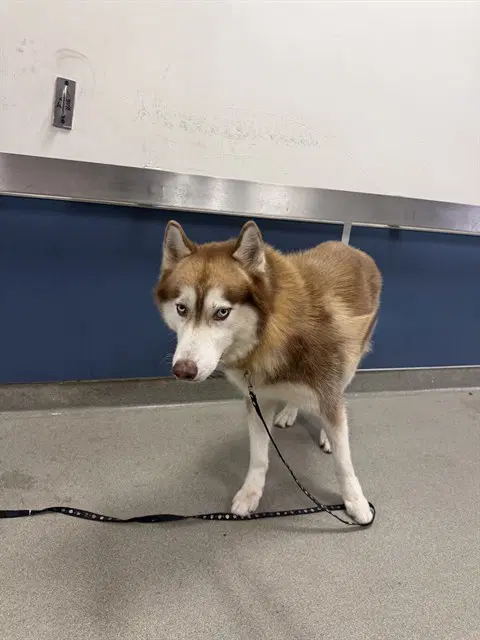 Simba - Siberian Husky
