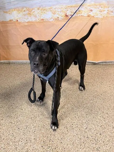 Bruno - American Pit Bull Terrier