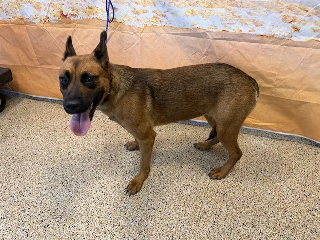Roxy - Belgian Shepherd Malinois