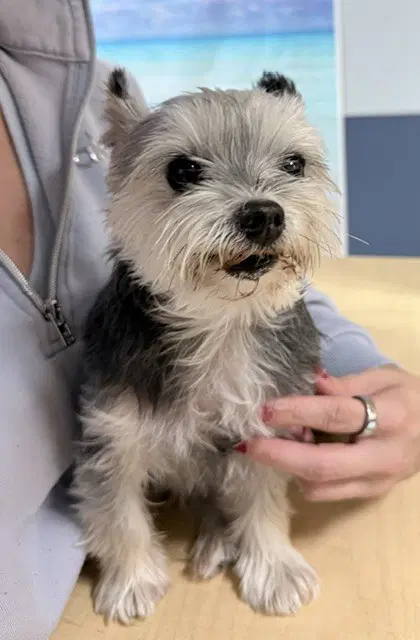 Emma - Yorkshire Terrier Yorkie