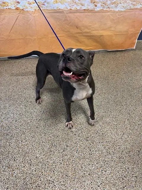 Layla - American Bulldog