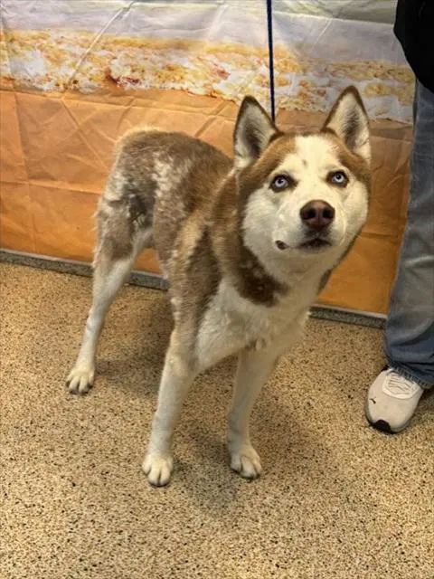 Rylo - Siberian Husky