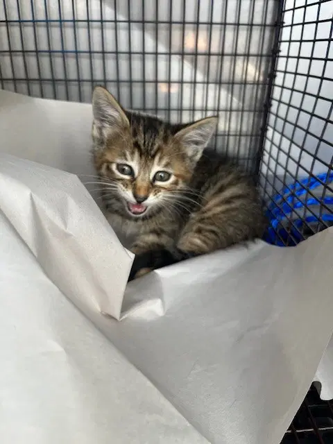 Nemo - Domestic Short Hair