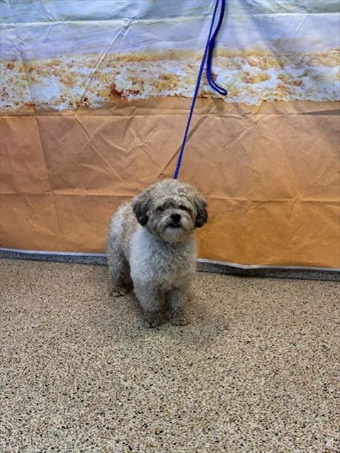 Pickle - Maltese