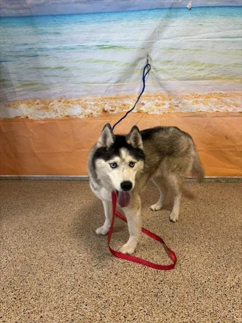 Pat - Siberian Husky
