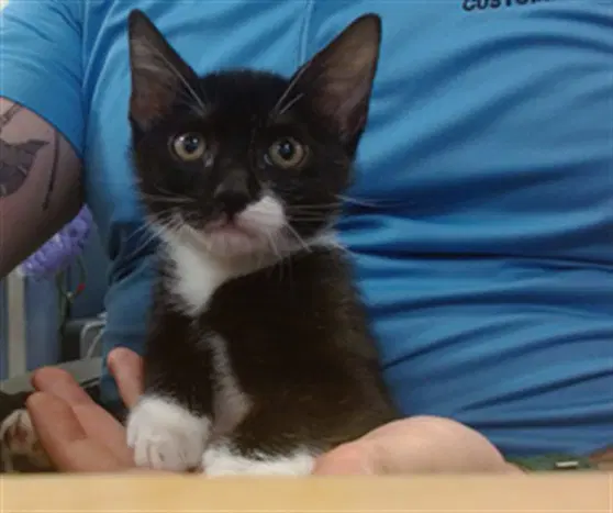Rubio - Domestic Medium Hair