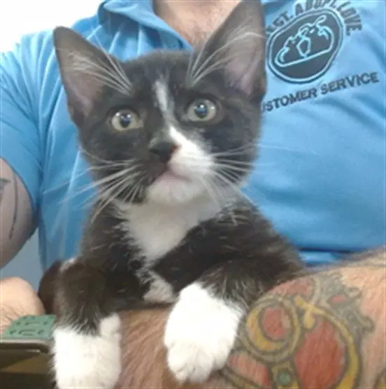 Luke - Domestic Medium Hair