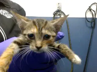 Masha - Domestic Short Hair