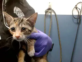 Tasha - Domestic Short Hair