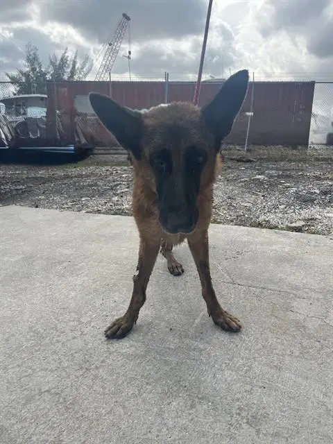 Carmela - German Shepherd Dog
