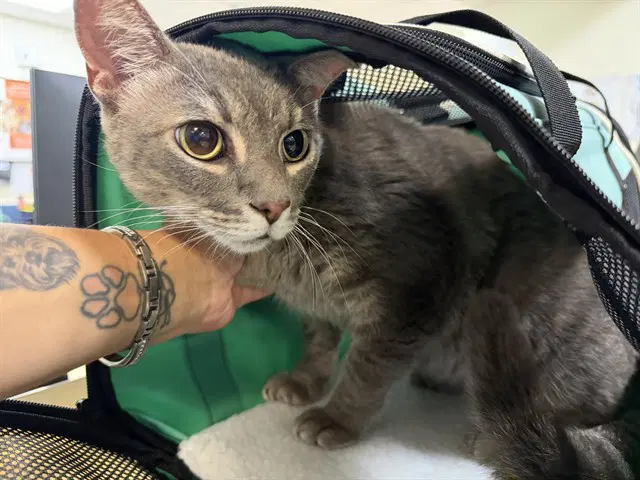 Lily - Domestic Short Hair