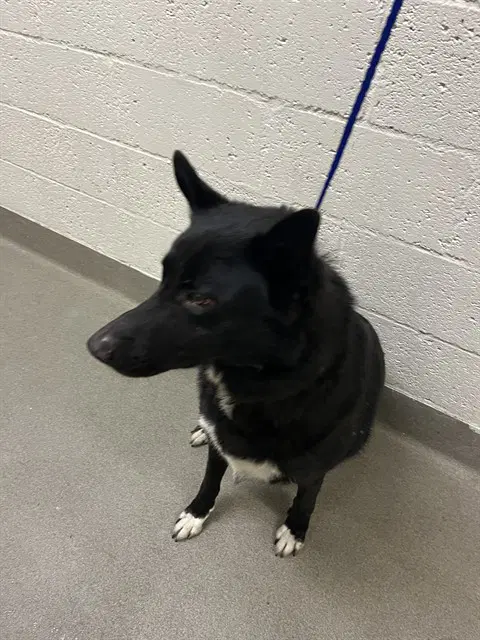 Hunter - German Shepherd Dog