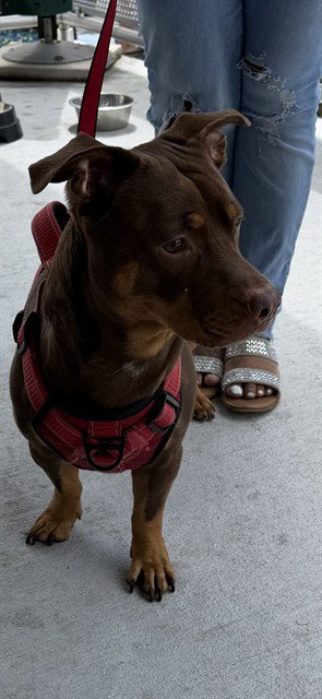 BEAR, a dog for adoption from Miami Dade Animal Services