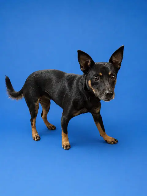 Rocko image 1