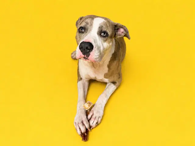 Kokito - American Bulldog