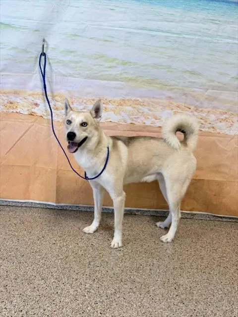 Kiba - Siberian Husky