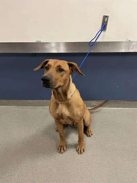 Nebula - Rhodesian Ridgeback