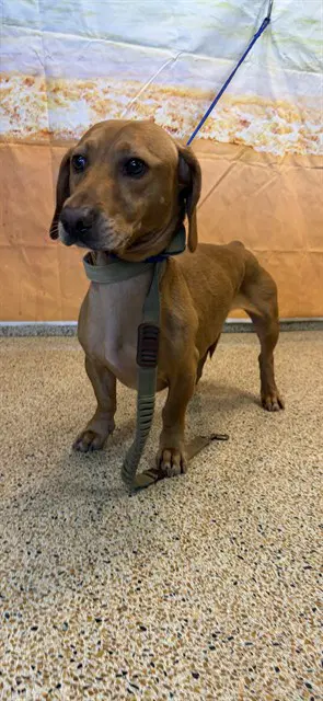 Simba - Dachshund