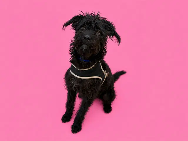 Daisy - Poodle (Standard)