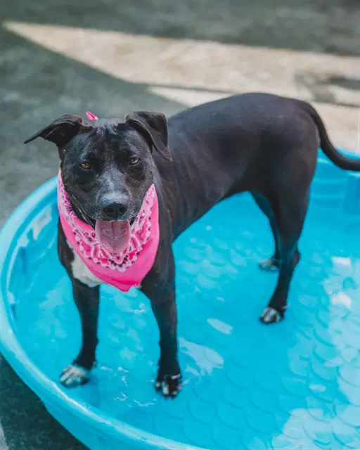 Luna - American Pit Bull Terrier