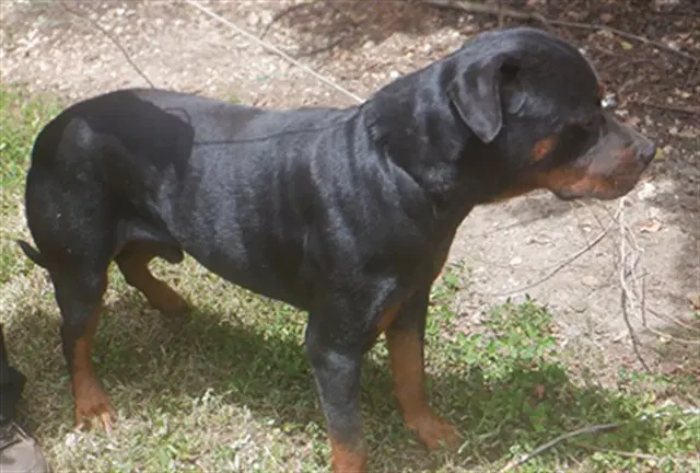 Duncan - Rottweiler