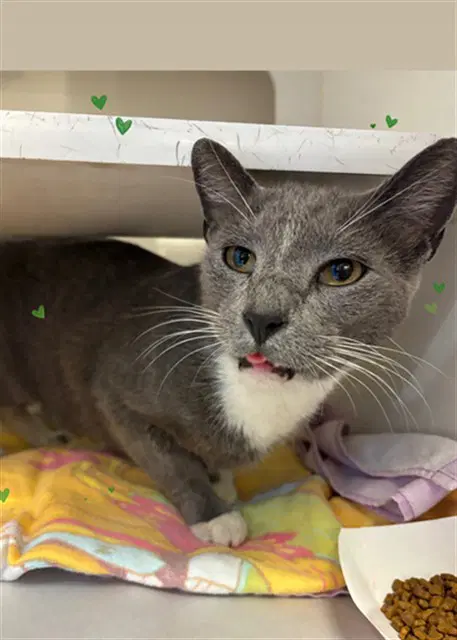 Cement - Domestic Short Hair