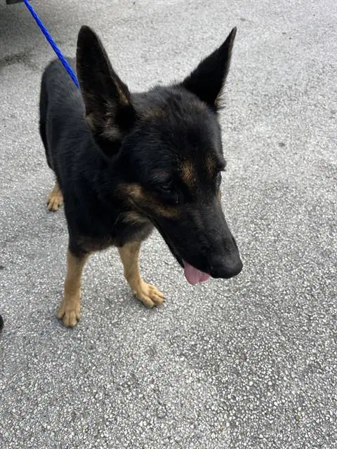 Butter - German Shepherd Dog