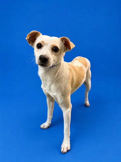 Sugar - Chihuahua