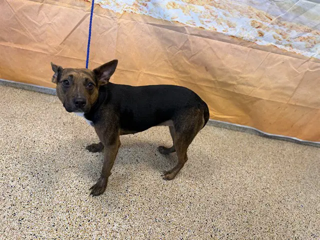 Kia - Catahoula Leopard Dog