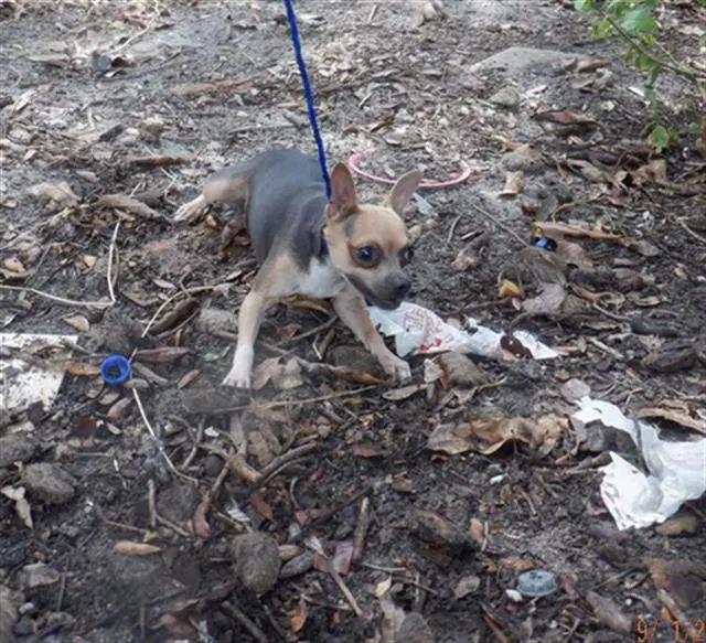 Pichi - Chihuahua