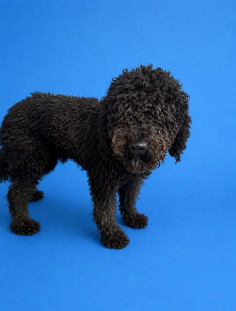 Raven - Poodle (Standard)