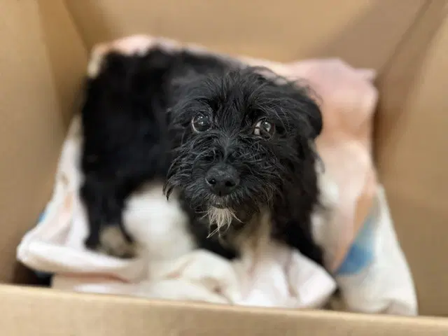 Pepples - Maltese