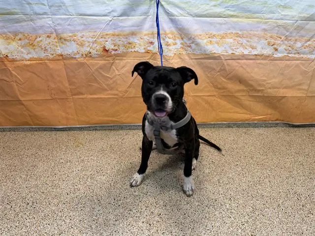 Sonny - American Pit Bull Terrier